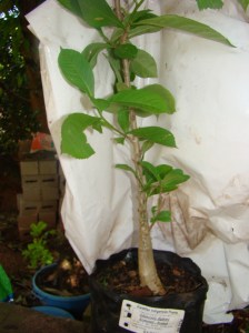 DSC04678