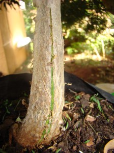 DSC04681