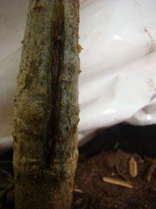DSC04685