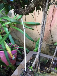 IMG_4954